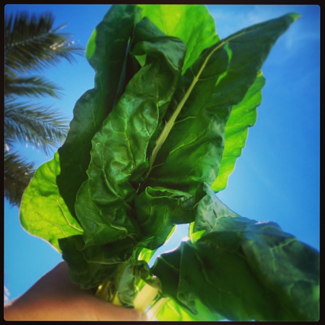Cultiva tus propias acelgas
